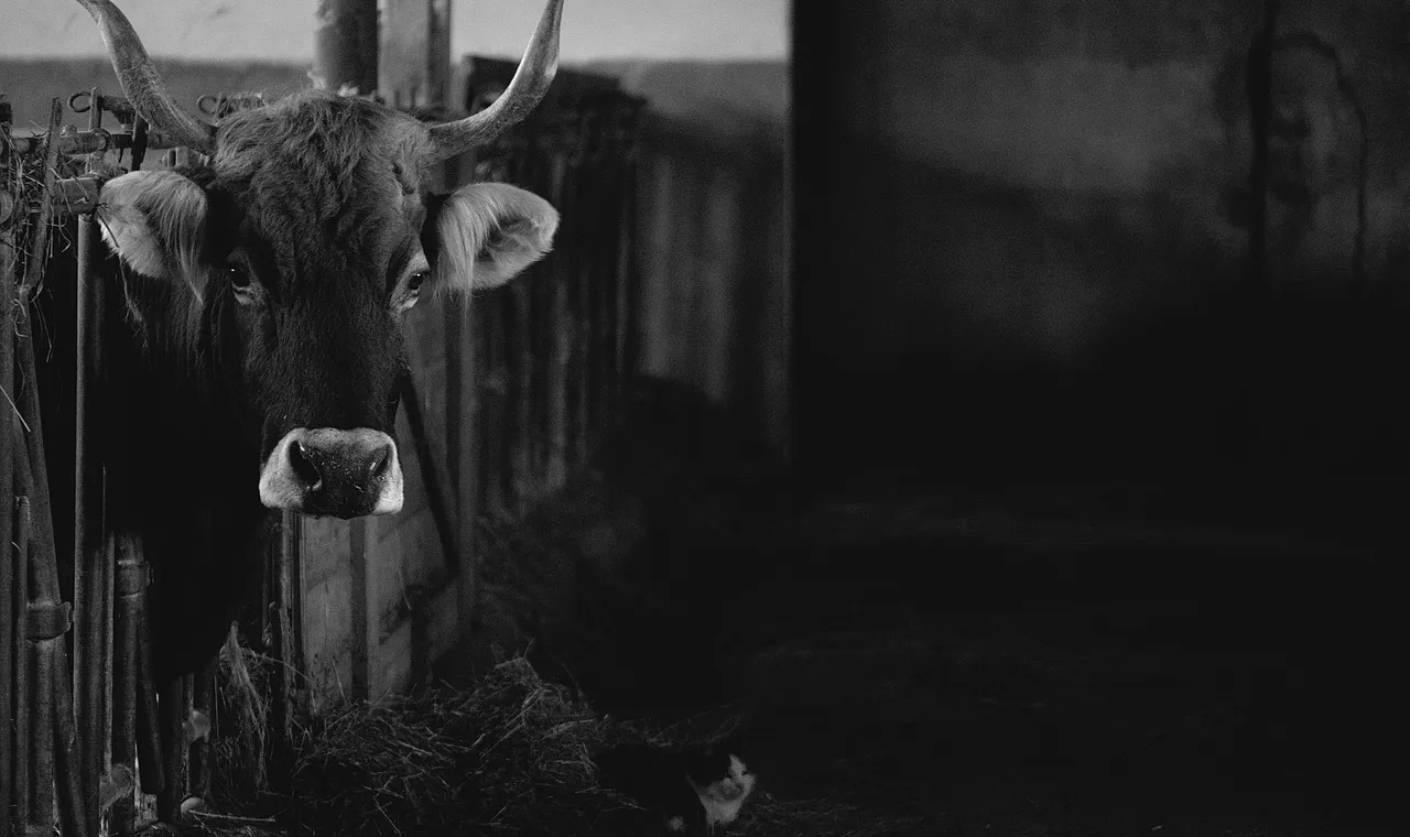 A horned cow looking out from a feed rack in a dark barn, a cat lying on the straw beside it, in black and white