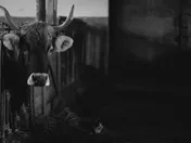 A horned cow looking out from a feed rack in a dark barn, a cat lying on the straw beside it, in black and white