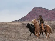 A rider on a palomino horse turning a black cow across dry open grassland, with red rock bluffs behind them