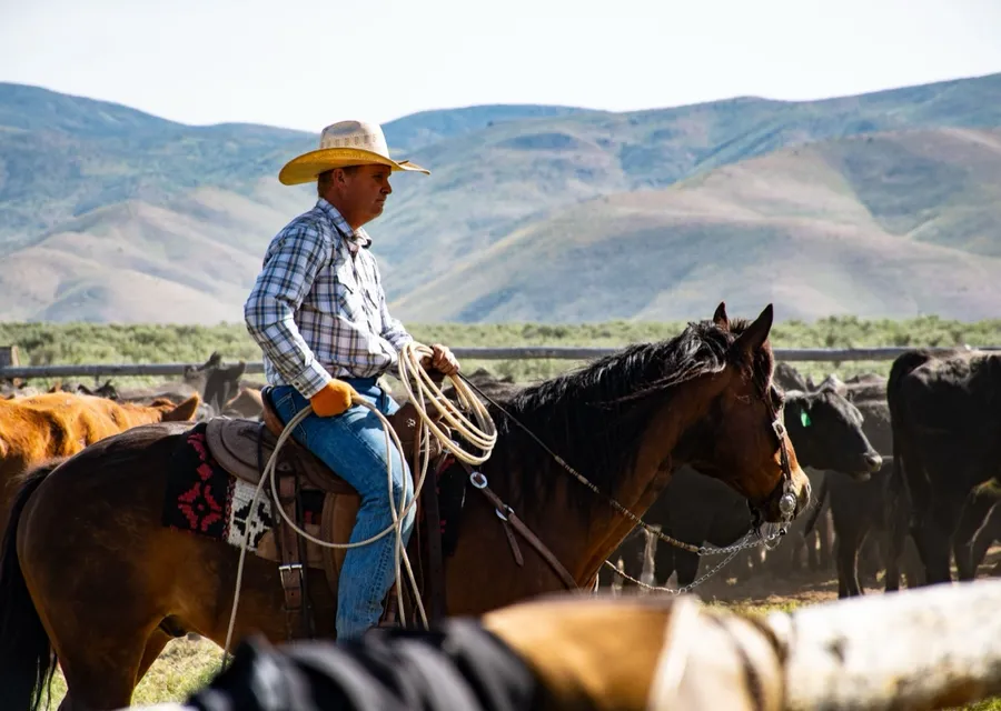 A cowboy in a straw hat with a coiled rope sitting a bay horse among black and red cattle, dry hills behind