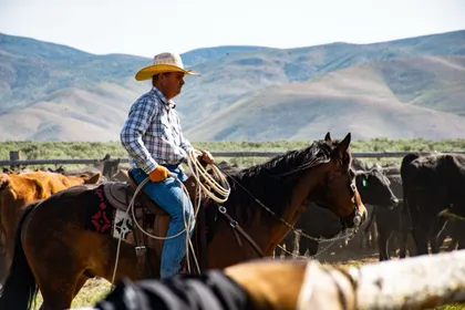 A cowboy in a straw hat with a coiled rope sitting a bay horse among black and red cattle, dry hills behind