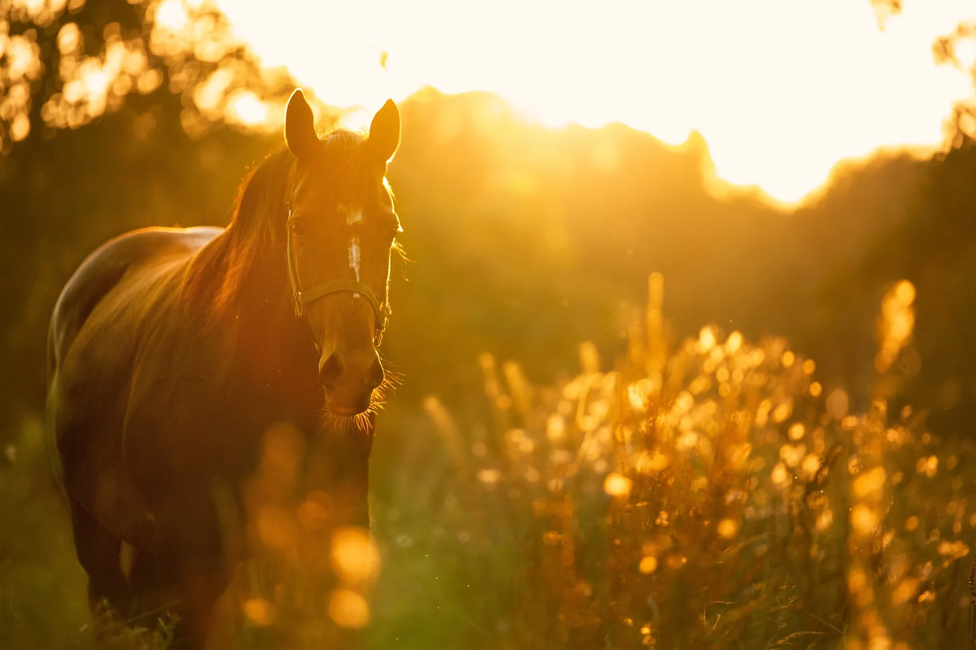 A chestnut horse in a headcollar standing in tall grass, backlit by low golden evening sun