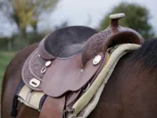 A close head study of a horse looking toward the camera