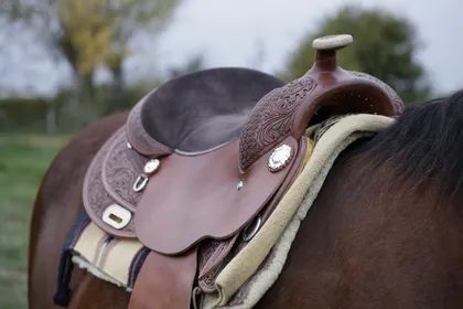 A close head study of a horse looking toward the camera