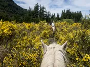 A rider on a white horse moving through low scrub and trees in open Argentine country