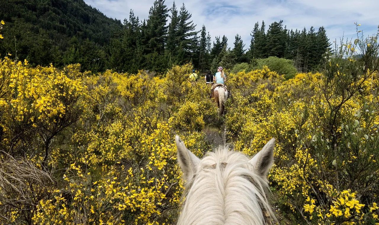 A rider on a white horse moving through low scrub and trees in open Argentine country