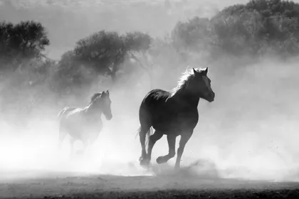 Two dark horses running through dust in black and white, trees dissolving into haze behind them