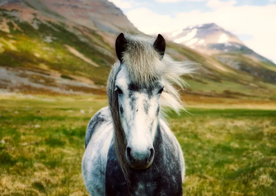 A pale Icelandic horse standing in open Icelandic country, low hills and grey sky behind