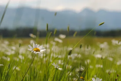 Ox-eye daisies in long grass with a blurred mountain range behind under a pale sky