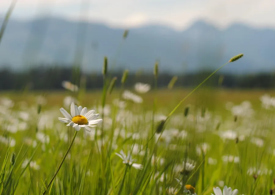 Ox-eye daisies in long grass with a blurred mountain range behind under a pale sky
