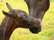 A wet newborn chestnut foal being nuzzled by its dark mother on grass