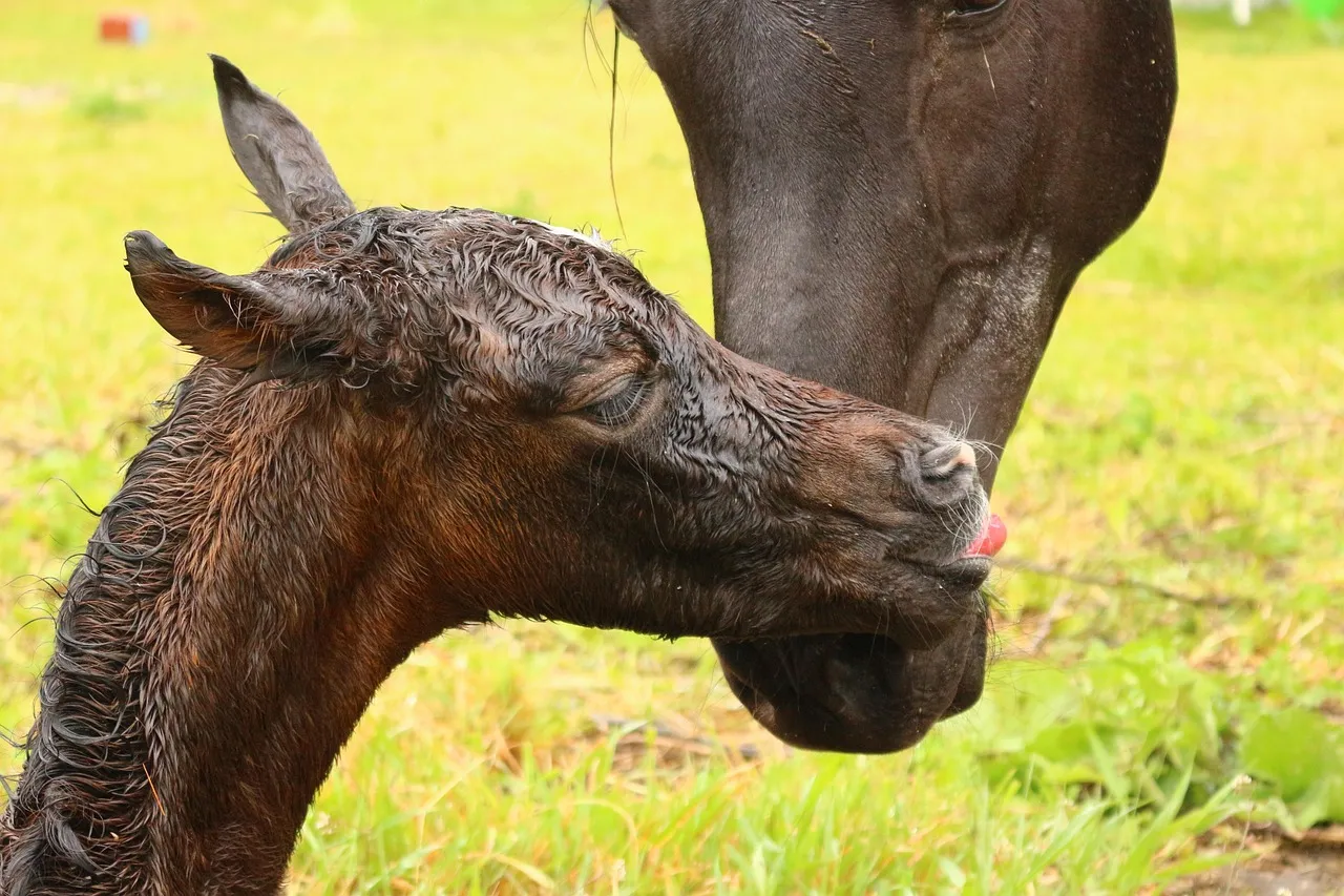 A wet newborn chestnut foal held close by its dark mother's muzzle on green grass