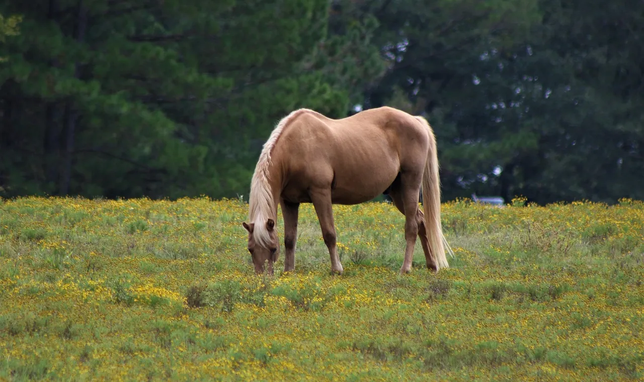 A golden palomino with a pale mane and tail grazing in a meadow of small yellow flowers, dark pines behind