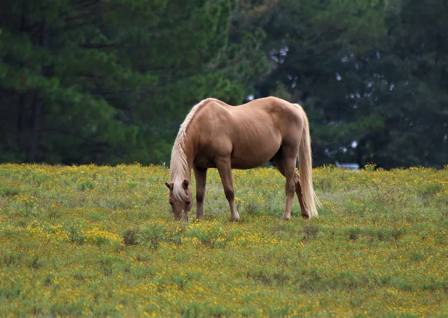 A golden palomino with a pale mane and tail grazing in a meadow of small yellow flowers, dark pines behind