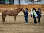 Two judges in black hats walking round a sorrel Quarter Horse held by its handler at an indoor halter class