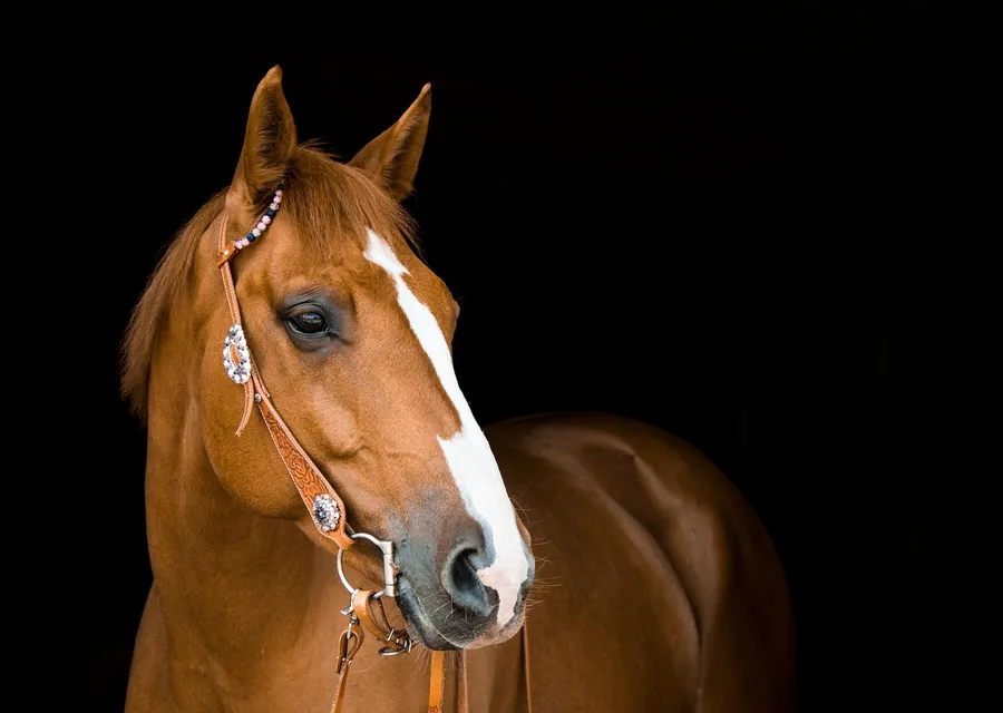 A chestnut horse with a white blaze wearing a silver-mounted western headstall and bit, photographed against a black background