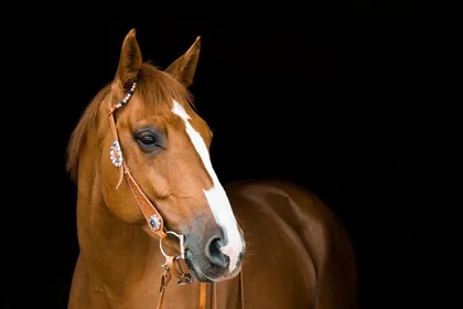 A chestnut horse with a white blaze wearing a silver-mounted western headstall and bit, photographed against a black background