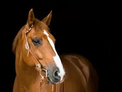 A chestnut horse with a white blaze wearing a silver-mounted western headstall and bit, photographed against a black background